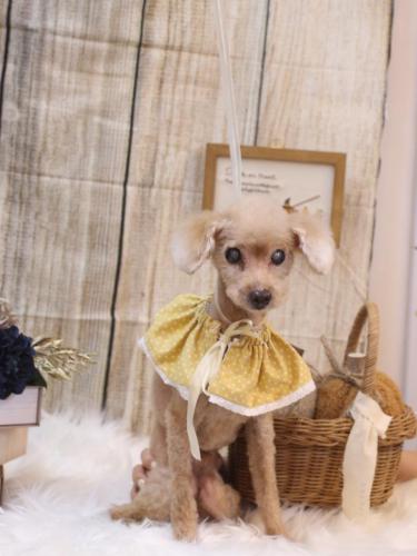 20241002ドルくん